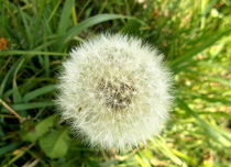 Dandelions, kites, wind .  by esperanto