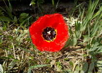 Red tulip von esperanto