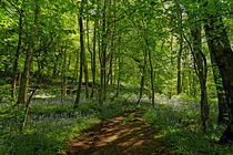 Bee Wood, Bluebells von Rod Johnson