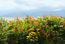 Irlands wilde Blumen von gscheffbuch