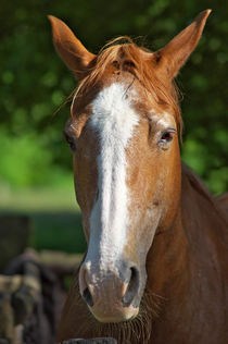 Quarterhorse by AD DESIGN Photo + PhotoArt