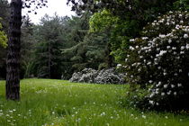 Südfriedhof Leipzig 20 - Der Park von langefoto