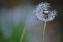 Pusteblume... 3 by loewenherz-artwork