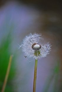 Pusteblume... 2 by loewenherz-artwork