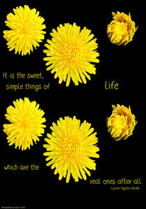 Dandelion Simplicity von Gena Weiser