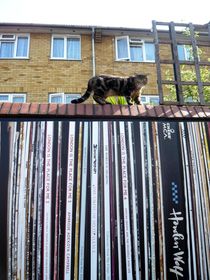 Katze auf Mauer/ Zaun in London Portabella Road - Kitty by Sarah Katharina Kayß
