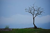 einsamer Baum, Südtirol by loewenherz-artwork