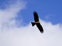 Rotmilan in blau und weiss / Red Kite in blue and white von mateart