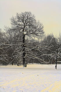 Winterliche Impressionen aus dem Palmengarten 7 von langefoto