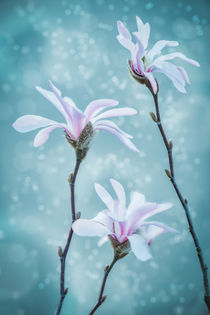 Magnolia Trio von Marcus Hennen