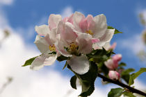 Apfelblüte von ollipic
