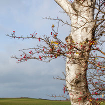 Rosehips, Birch And Sky von STEFARO .