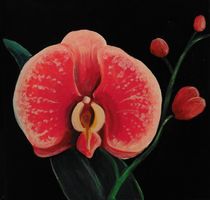 Rot-weiße  Orchidee by Barbara Kaiser