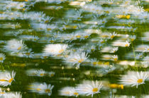 oxeye-daisies in westerly wind by Thomas Matzl