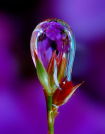 blue flower in drop of rain von Yuri Hope