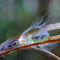 Elegiac-drop-on-grass-feather