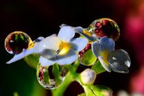 disorderly conduct of drops on a flower  by Yuri Hope