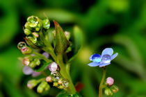 bouquet of drops by Yuri Hope