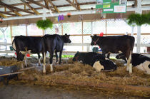 Black and white cow 2 by lanjee chee