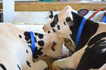 Pair of black and white cows 1 von lanjee chee