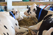 Pair Of Black And White Cows 2 by lanjee chee