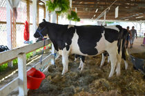 Black and white cow by lanjee chee