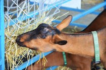 Portrait Of A Goat 2 by lanjee chee