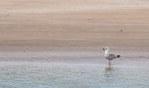 Solitude - at the waters edge by Chris Warham