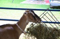 Young goat eating dry straw by lanjee chee