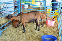 Family of Domestic Goats von lanjee chee