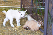 Two Little Goatlings von lanjee chee