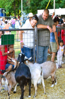 Goats At County Fair 1 by lanjee chee