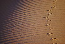 Spuren im Sand... von loewenherz-artwork