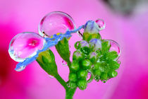 color: pink, green, blue and a drop on a flower by Yuri Hope