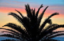 silhouette of a palm tree  by Peter Bergmann