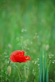 Mohn... 25 by loewenherz-artwork