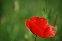 Mohn... 18 von loewenherz-artwork