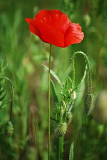 Mohn... 31 by loewenherz-artwork