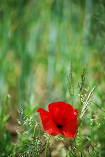 Mohn... 28 von loewenherz-artwork