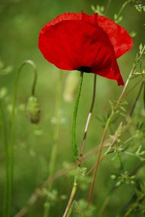 Mohn... 24 by loewenherz-artwork