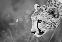 Cheetha on the prowl. Black and White by Yolande  van Niekerk