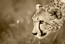 Cheetah on the prowl. Sepia by Yolande  van Niekerk