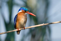 Malachite Kingfisher, O sho colourful! von Yolande  van Niekerk