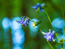 Glockenblume by Fernand Reiter