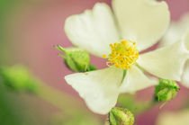 Blumendetail by Gabriele Brummer