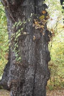 Herbst 12 von langefoto