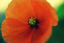 mOHN von leddermann