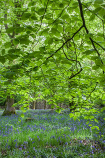 Beneath the Beech von David Tinsley