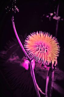 Marsblume ? by leddermann