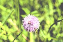 Pink Clover by Dan Richards